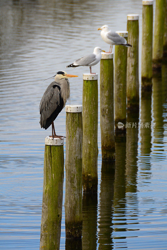 Ardea cinerea站在一根木杆的顶端。